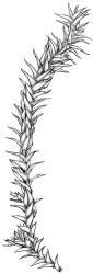 Triquetrella papillata, sterile shoot, moist. Drawn from J.E. Beever 10-96, AK 332724.
 Image: R.D. Seppelt © R.D.Seppelt All rights reserved
